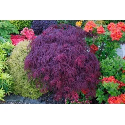 Acer palmatum Dissectum Garnet 80-90cm – Arțar Japonez Pletos cu Frunziș Roșu-Purpuriu Spectaculos 🍁✨
