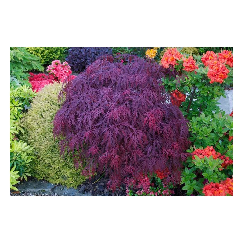 Acer palmatum Dissectum Garnet 80-90cm – Arțar Japonez Pletos cu Frunziș Roșu-Purpuriu Spectaculos 🍁✨