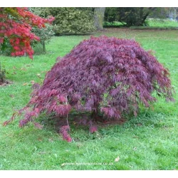 Acer palmatum Dissectum Garnet 80-90cm – Arțar Japonez Pletos cu Frunziș Roșu-Purpuriu Spectaculos 🍁✨