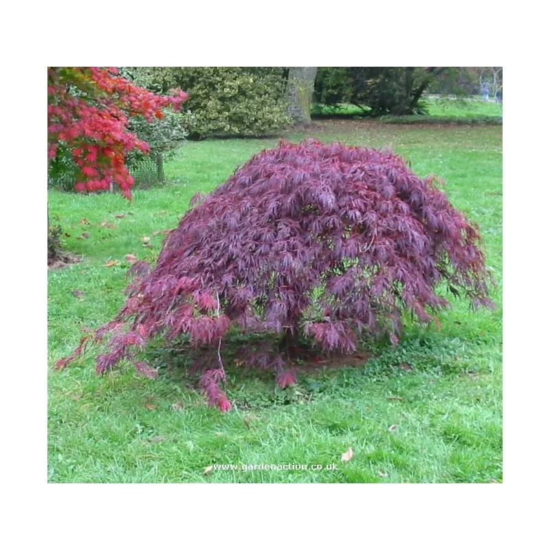 Acer palmatum Dissectum Garnet 80-90cm – Arțar Japonez Pletos cu Frunziș Roșu-Purpuriu Spectaculos 🍁✨