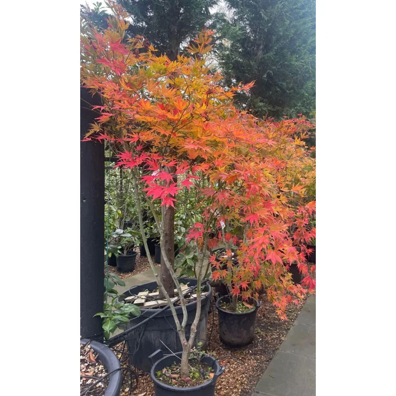 Acer palmatum 'Kogane Nishiki' 1.4m-arțar japonez 🍁🌿