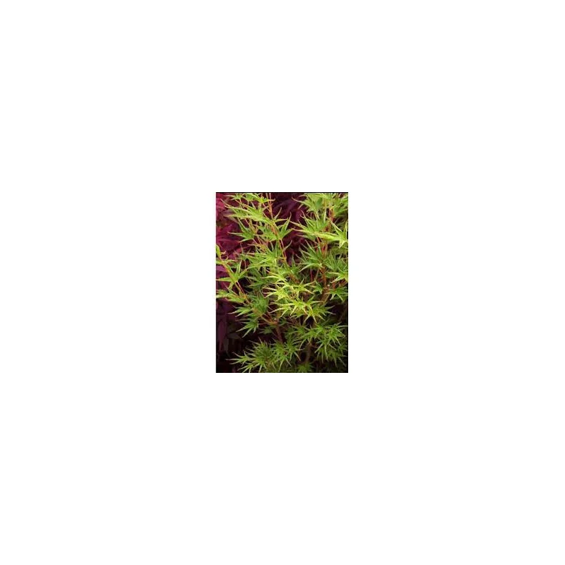 Arțarul japonez -Acer palmatum 'Okushimo' 1.4m 🍁🌿