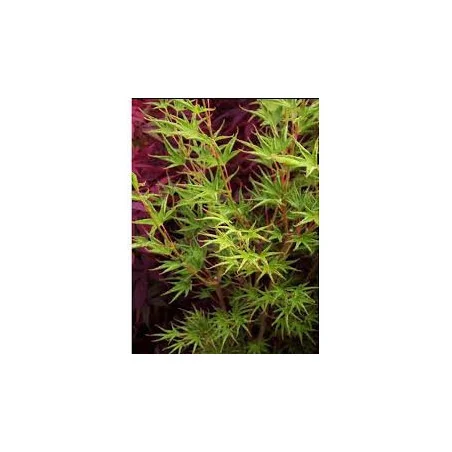 Arțarul japonez -Acer palmatum 'Okushimo' 1.4m 🍁🌿