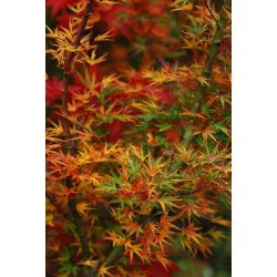 Arțarul japonez -Acer palmatum 'Okushimo' 1.4m 🍁🌿