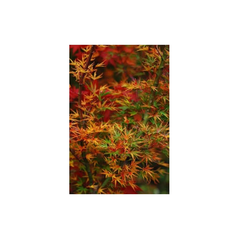 Arțarul japonez -Acer palmatum 'Okushimo' 1.4m 🍁🌿
