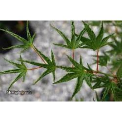Arțarul japonez -Acer palmatum 'Okushimo' 1.4m 🍁🌿