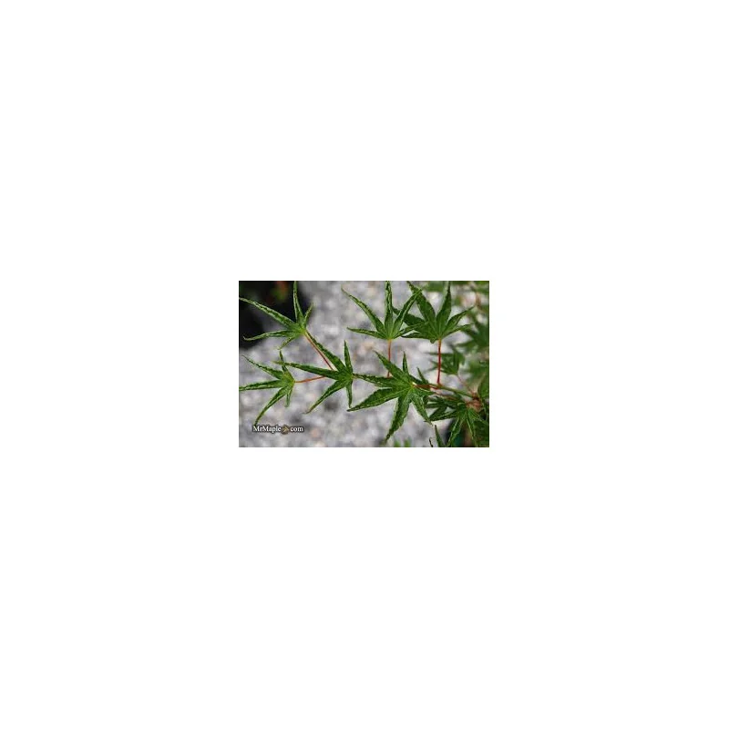 Arțarul japonez -Acer palmatum 'Okushimo' 1.4m 🍁🌿