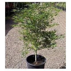 Arțarul japonez -Acer palmatum 'Okushimo' 1.4m 🍁🌿