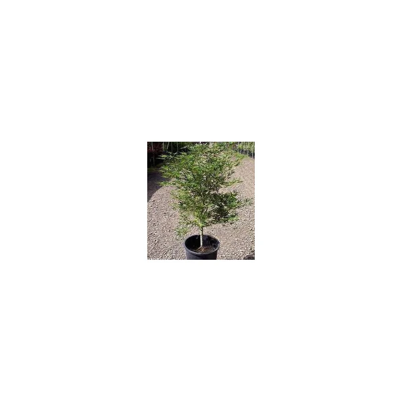 Arțarul japonez -Acer palmatum 'Okushimo' 1.4m 🍁🌿