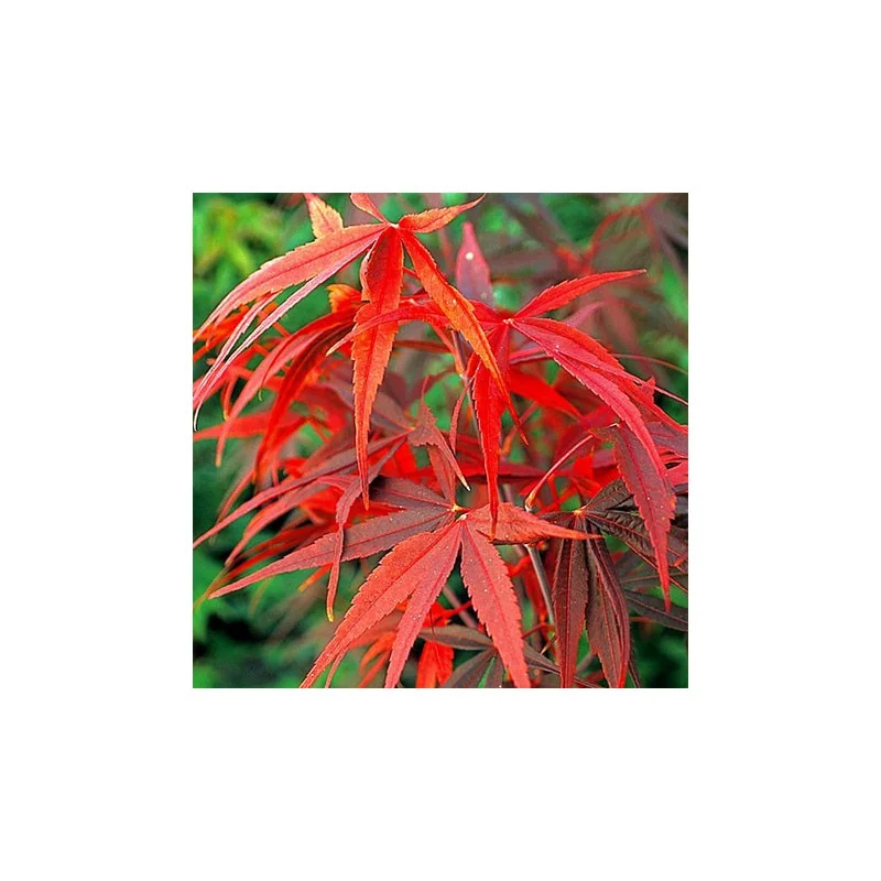 Acer palmatum 'Red Pygmy', un arțar japonez 1.4m 🍁🌿
