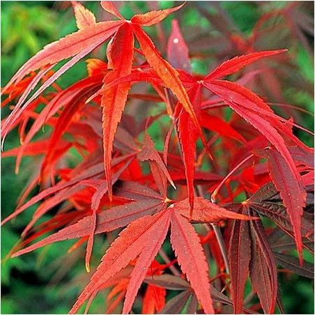Acer palmatum 'Red Pygmy', un arțar japonez 1.4m 🍁🌿