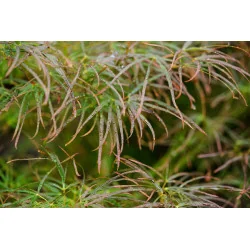 Acer palmatum 'Red Pygmy', un arțar japonez 1.4m 🍁🌿