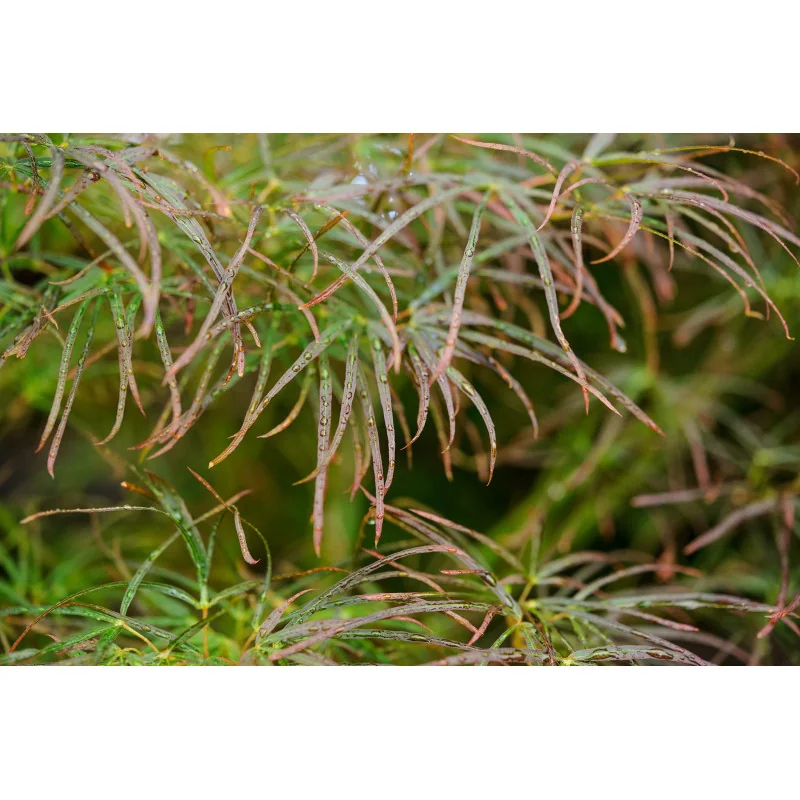 Acer palmatum 'Red Pygmy', un arțar japonez 1.4m 🍁🌿