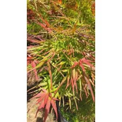 Acer palmatum 'Red Pygmy', un arțar japonez 1.4m 🍁🌿