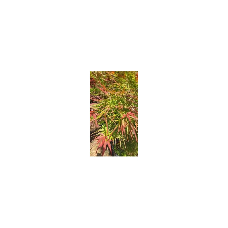 Acer palmatum 'Red Pygmy', un arțar japonez 1.4m 🍁🌿