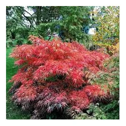 Acer palmatum 'Red Pygmy', un arțar japonez 1.4m 🍁🌿