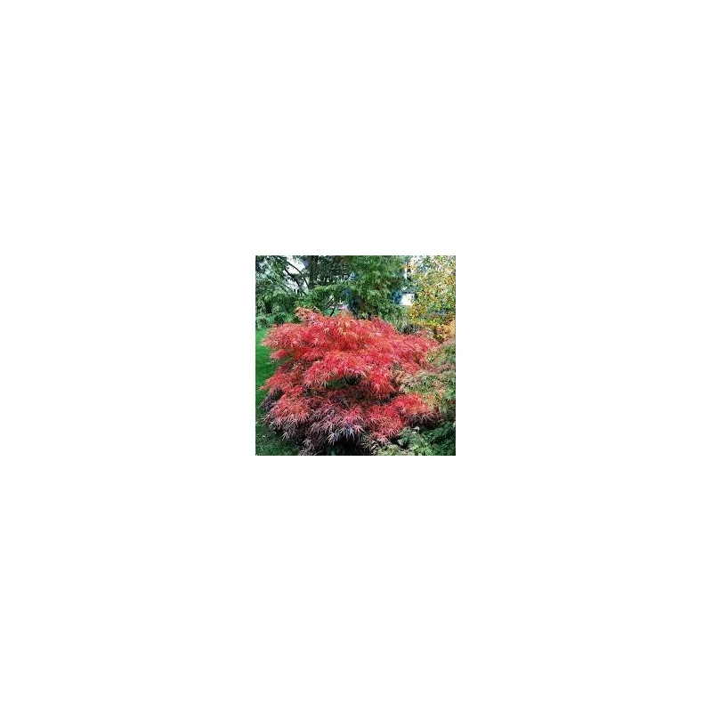 Acer palmatum 'Red Pygmy', un arțar japonez 1.4m 🍁🌿