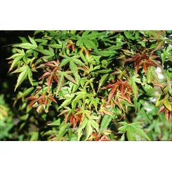 Acer palmatum 'Kogane Nishiki' 1.7m-1.8-arțar japonez 🍁🌿
