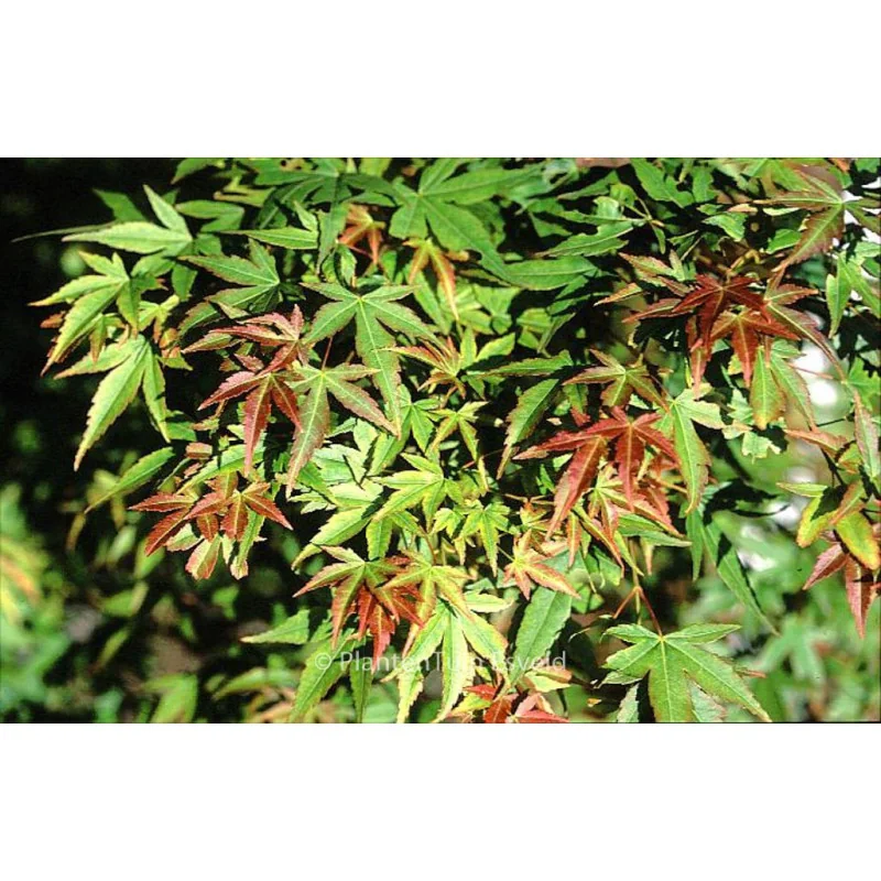 Acer palmatum 'Kogane Nishiki' 1.7m-1.8-arțar japonez 🍁🌿