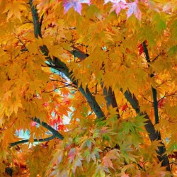 Acer palmatum 'Kogane Nishiki' 1.7m-1.8-arțar japonez 🍁🌿