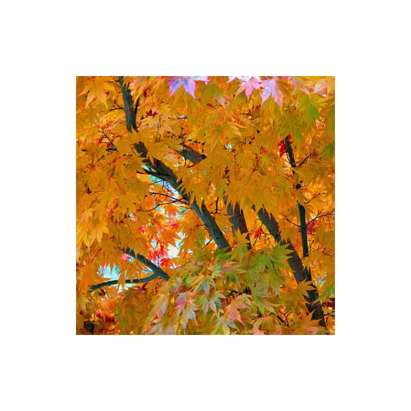 Acer palmatum 'Kogane Nishiki' 1.7m-1.8-arțar japonez 🍁🌿