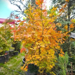 Acer palmatum 'Kogane Nishiki' 1.7m-1.8-arțar japonez 🍁🌿