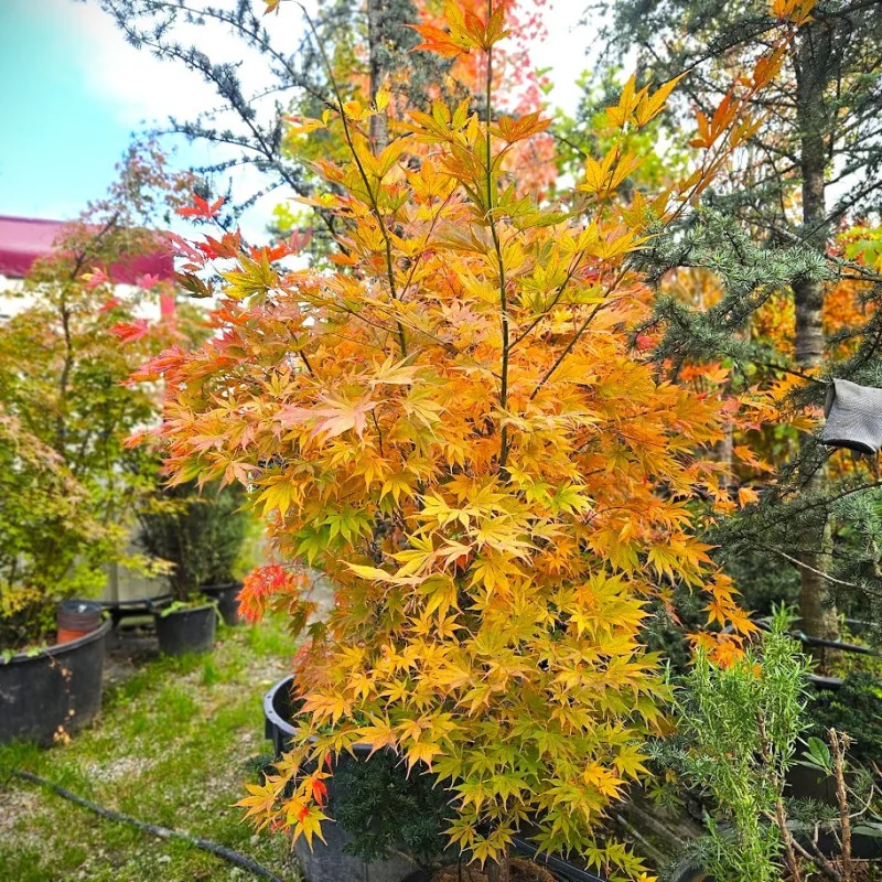 Acer palmatum 'Kogane Nishiki' 1.7m-1.8-arțar japonez 🍁🌿