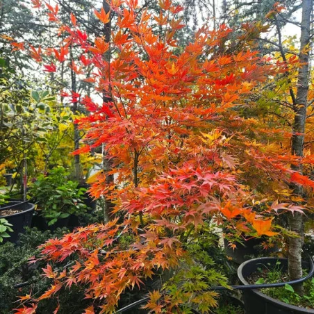 Acer palmatum 'Kogane Nishiki' 1.7m-1.8-arțar japonez 🍁🌿