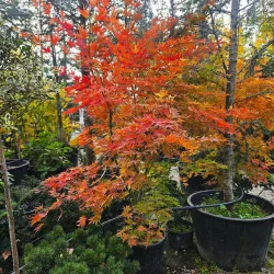 Acer palmatum 'Kogane Nishiki' 1.7m-1.8-arțar japonez 🍁🌿
