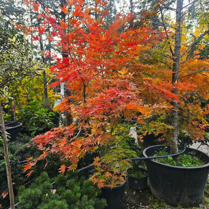 Acer palmatum 'Kogane Nishiki' 1.7m-1.8-arțar japonez 🍁🌿