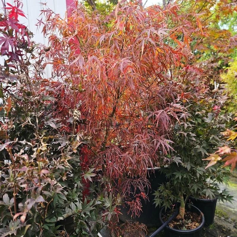 Acer palmatum 'Red Pygmy', un arțar japonez 1.4m 🍁🌿