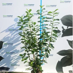 Prunus laurocerasus Laur englezesc 130-160 cm – gard viu decorativ