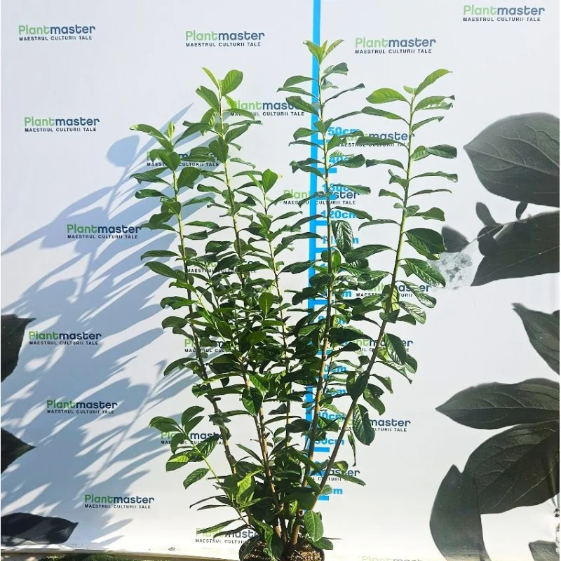 Prunus laurocerasus Laur englezesc 130-160 cm – gard viu decorativ
