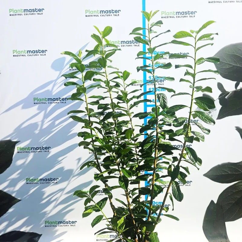 Prunus laurocerasus Laur englezesc 130-160 cm – gard viu decorativ