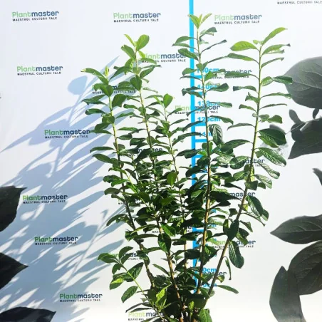 Prunus laurocerasus Laur englezesc 130-160 cm – gard viu decorativ