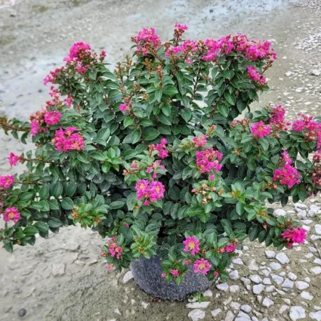 Liliac Indian Pitic ‘Pocomoke’ (Lagerstroemia indica ‘Pocomoke’), Arbust Ornamental cu Flori Roz-Intens, în Ghiveci 5l