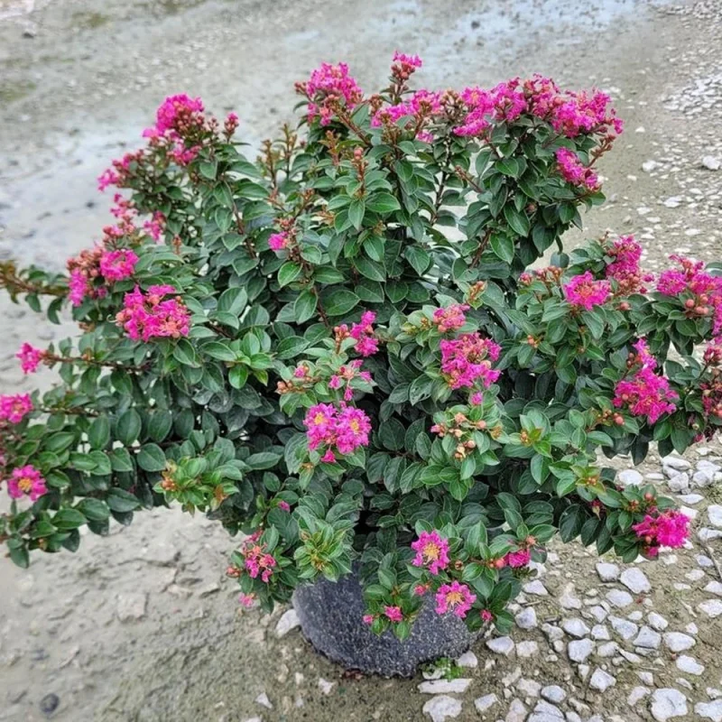 Liliac Indian Pitic ‘Pocomoke’ 9l (Lagerstroemia indica ‘Pocomoke’), Arbust Ornamental cu Flori Roz-Intens, în Ghiveci 9ll