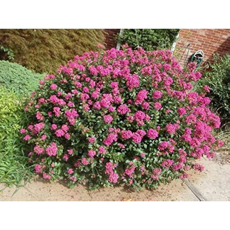 Liliac Indian Pitic ‘Pocomoke’ 9l (Lagerstroemia indica ‘Pocomoke’), Arbust Ornamental cu Flori Roz-Intens, în Ghiveci 9ll