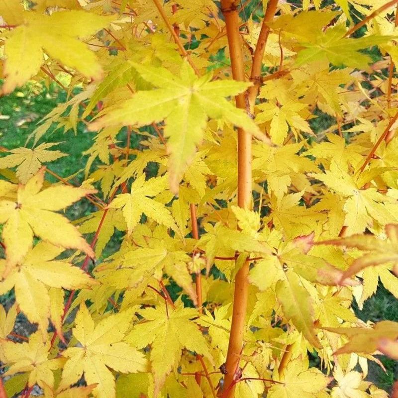 Arțar Japonez ‘Bi-Hoo’ 1.2-1.4m (Acer palmatum ‘Bi-Hoo’), Scoarță Galben-Aurie, Frunze Colorate, 🍁🌿
