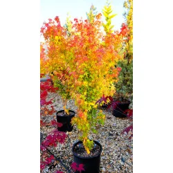 Arțar Japonez ‘Bi-Hoo’ 1.2-1.4m (Acer palmatum ‘Bi-Hoo’), Scoarță Galben-Aurie, Frunze Colorate, 🍁🌿