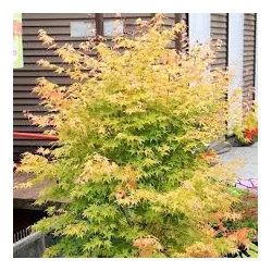 Arțar Japonez ‘Bi-Hoo’ 1.2-1.4m (Acer palmatum ‘Bi-Hoo’), Scoarță Galben-Aurie, Frunze Colorate, 🍁🌿