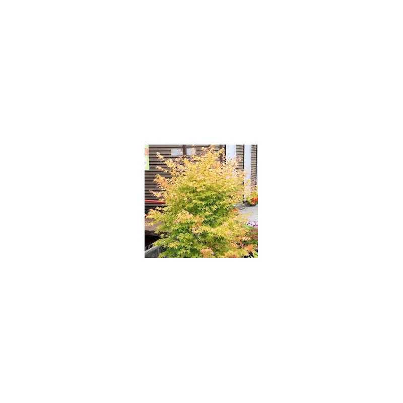 Arțar Japonez ‘Bi-Hoo’ 1.2-1.4m (Acer palmatum ‘Bi-Hoo’), Scoarță Galben-Aurie, Frunze Colorate, 🍁🌿