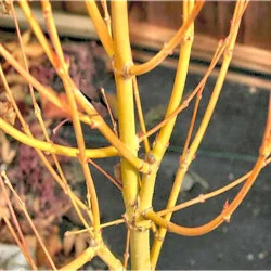 Arțar Japonez ‘Bi-Hoo’ 1.2-1.4m (Acer palmatum ‘Bi-Hoo’), Scoarță Galben-Aurie, Frunze Colorate, 🍁🌿