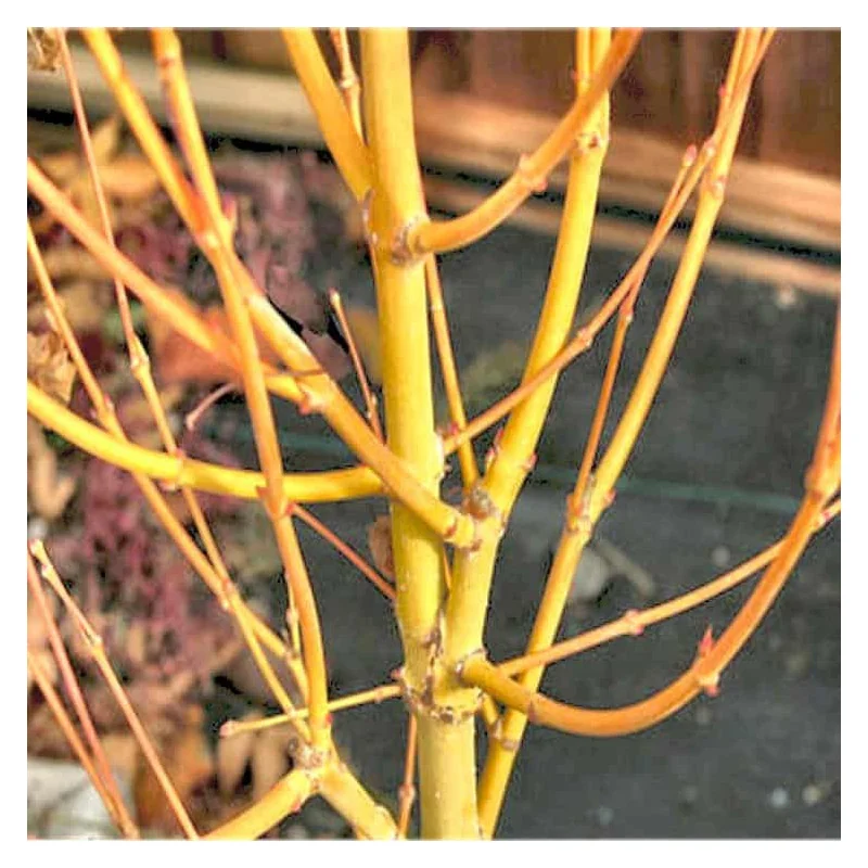 Arțar Japonez ‘Bi-Hoo’ 1.2-1.4m (Acer palmatum ‘Bi-Hoo’), Scoarță Galben-Aurie, Frunze Colorate, 🍁🌿