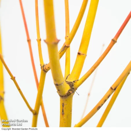 Arțar Japonez ‘Bi-Hoo’ 1.2-1.4m (Acer palmatum ‘Bi-Hoo’), Scoarță Galben-Aurie, Frunze Colorate, 🍁🌿