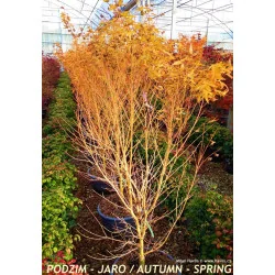 Arțar Japonez ‘Bi-Hoo’ 1.2-1.4m (Acer palmatum ‘Bi-Hoo’), Scoarță Galben-Aurie, Frunze Colorate, 🍁🌿