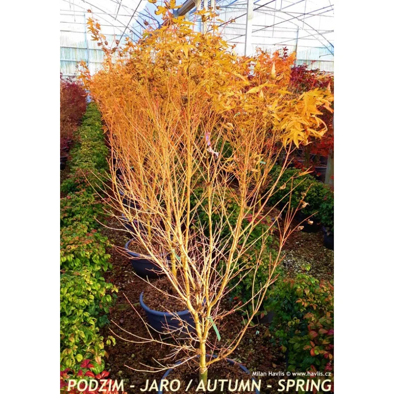 Arțar Japonez ‘Bi-Hoo’ 1.2-1.4m (Acer palmatum ‘Bi-Hoo’), Scoarță Galben-Aurie, Frunze Colorate, 🍁🌿