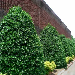 Ilex Nellie Stevens – Laur Japonez de 2.5 m Evergreen cu Frunziș Dens și Rezistență la Vânt 🌿✨