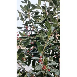 Ilex Nellie Stevens – Laur Japonez de 3 m Evergreen cu Frunziș Dens și Rezistență la Vânt 🌿✨