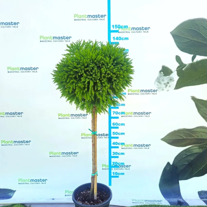 🌿 Cryptomeria japonica ‘Globosa Nana’ pe tulpină – conifer decorativ deosebit pentru grădini elegante